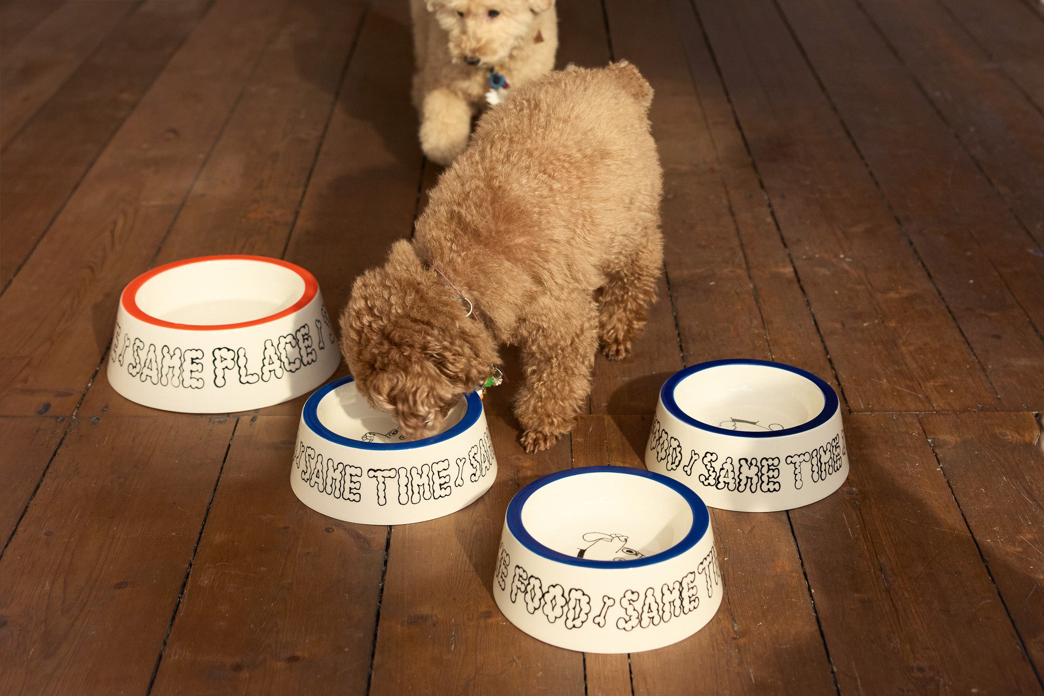 Ein brauner Lockenhund frisst aus einem handbemalten Keramik-Hundenapf mit blauem Rand und der Aufschrift „Same Time" auf einem rustikalen Holzdielenboden. Insgesamt vier Näpfe der Serie „Same Place / Same Time / Same Food" – zwei mit blauem, einer mit orangefarbenem Rand – sind um den Hund herum angeordnet. Im Hintergrund ist ein zweiter beiger Lockenhund zu sehen