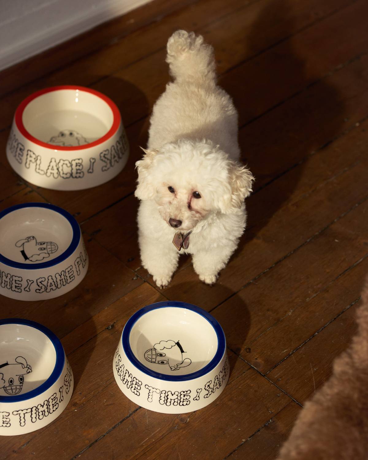 DOGBOWL - SMALL  | BLUE | Jimu Kobayashi