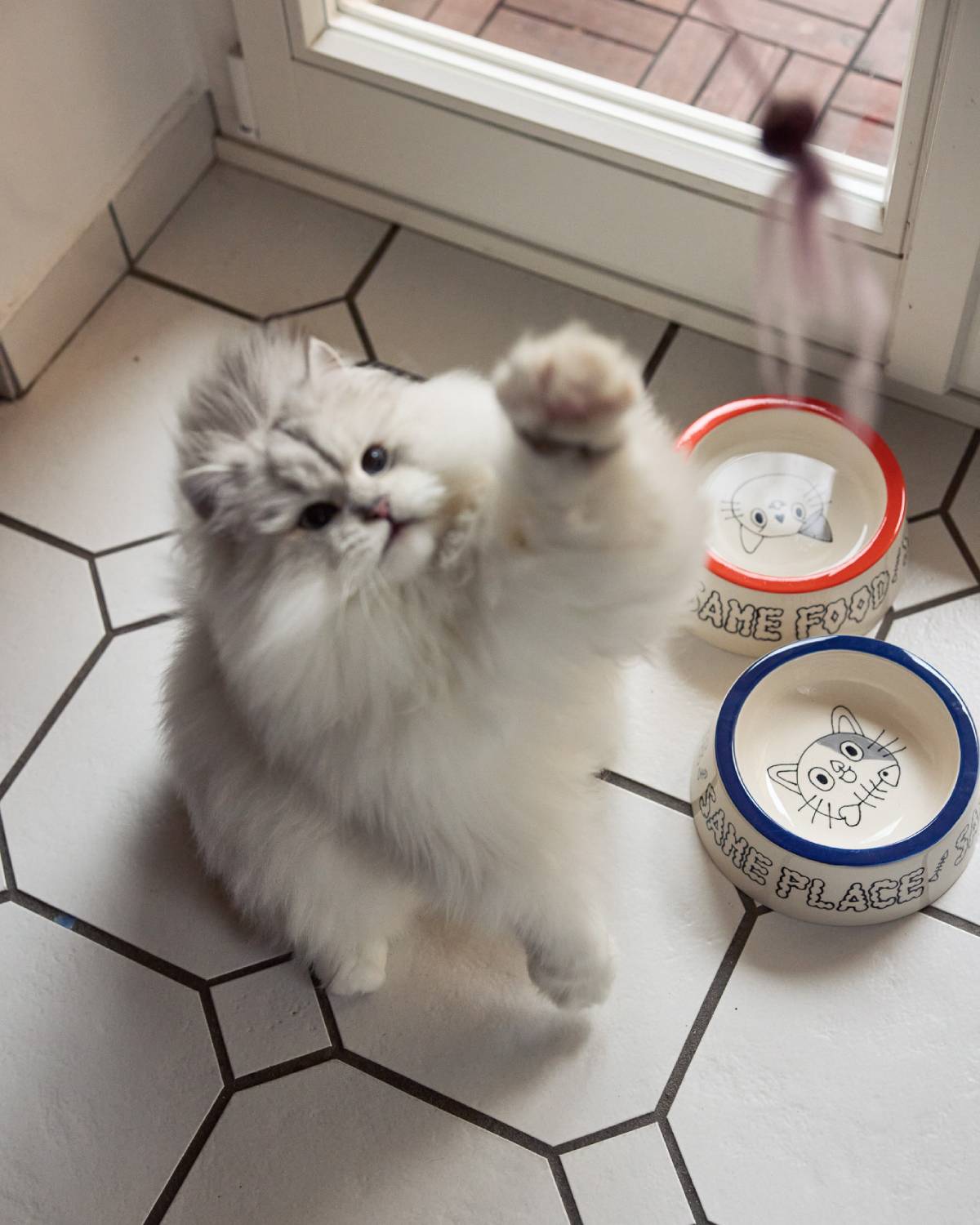 BOL POUR CHAT – PETIT | BLEU | Jimu Kobayashi